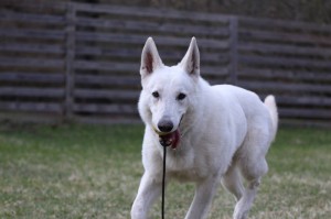 White-Swiss-Shepherd-Dog-Born-to-Win-White-Zorro-April-2015-0006