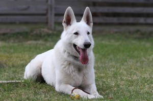 White-Swiss-Shepherd-Dog-Born-to-Win-White-Zorro-April-2015-0009