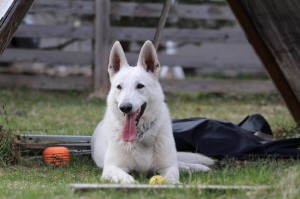 White-Swiss-Shepherd-Dog-Born-to-Win-White-Zorro-April-2015-0014