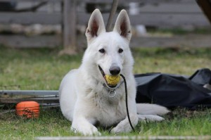 White-Swiss-Shepherd-Dog-Born-to-Win-White-Zorro-April-2015-0016
