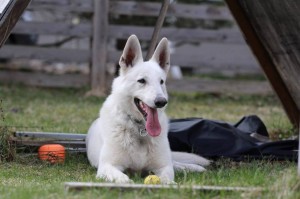 White-Swiss-Shepherd-Dog-Born-to-Win-White-Zorro-April-2015-0019