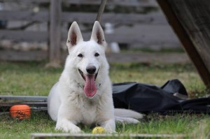 White-Swiss-Shepherd-Dog-Born-to-Win-White-Zorro-April-2015-0021