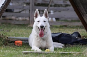 White-Swiss-Shepherd-Dog-Born-to-Win-White-Zorro-April-2015-0022
