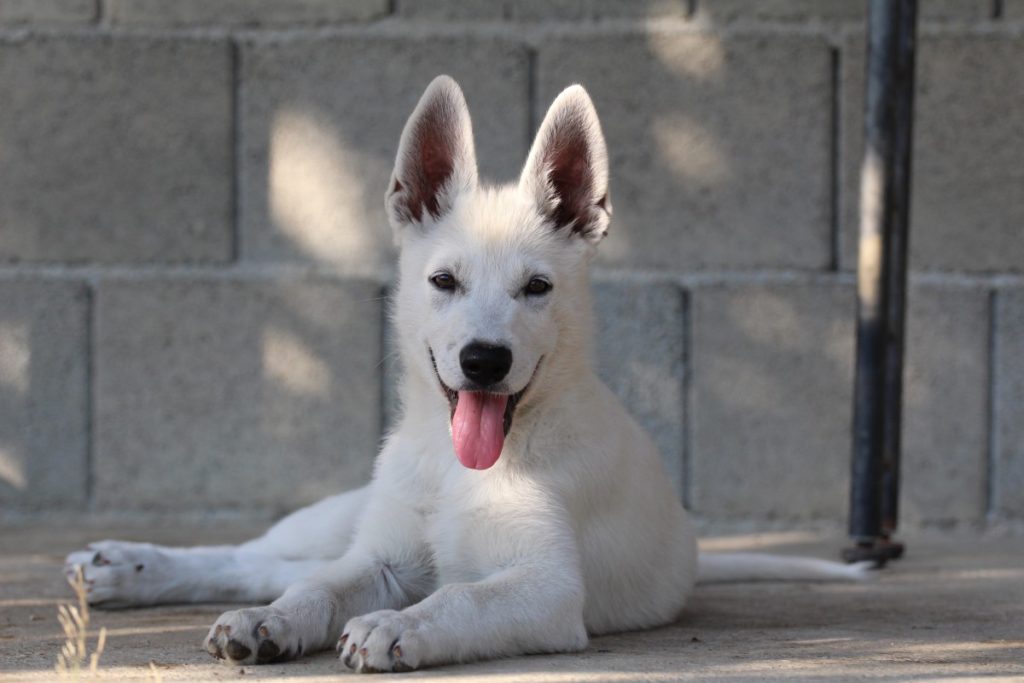 Belgian Malinois & White Shepherd Dogs - BTWW - Born to Win Warrior 18