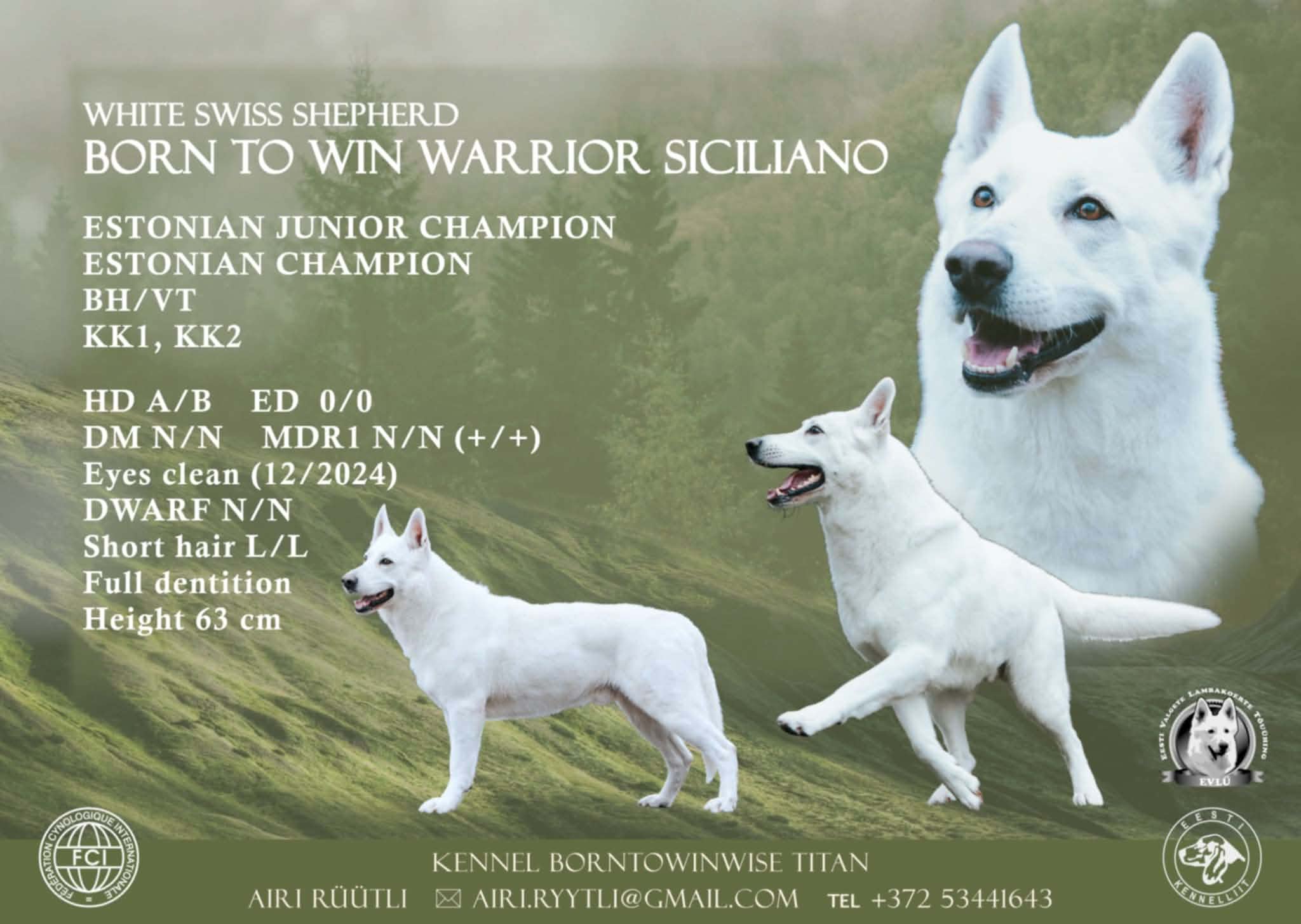 White Shepherd Males for Breeding 2