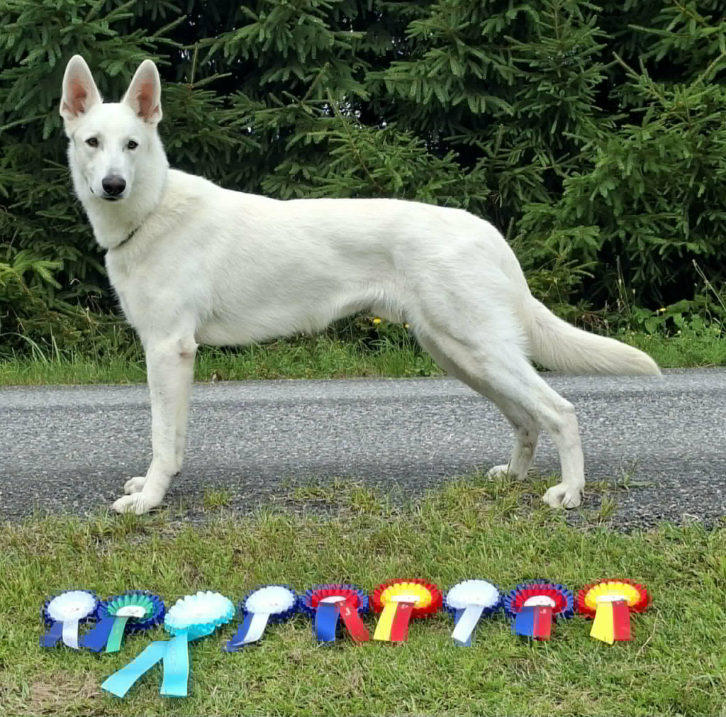 White Shepherd Males for Breeding 3